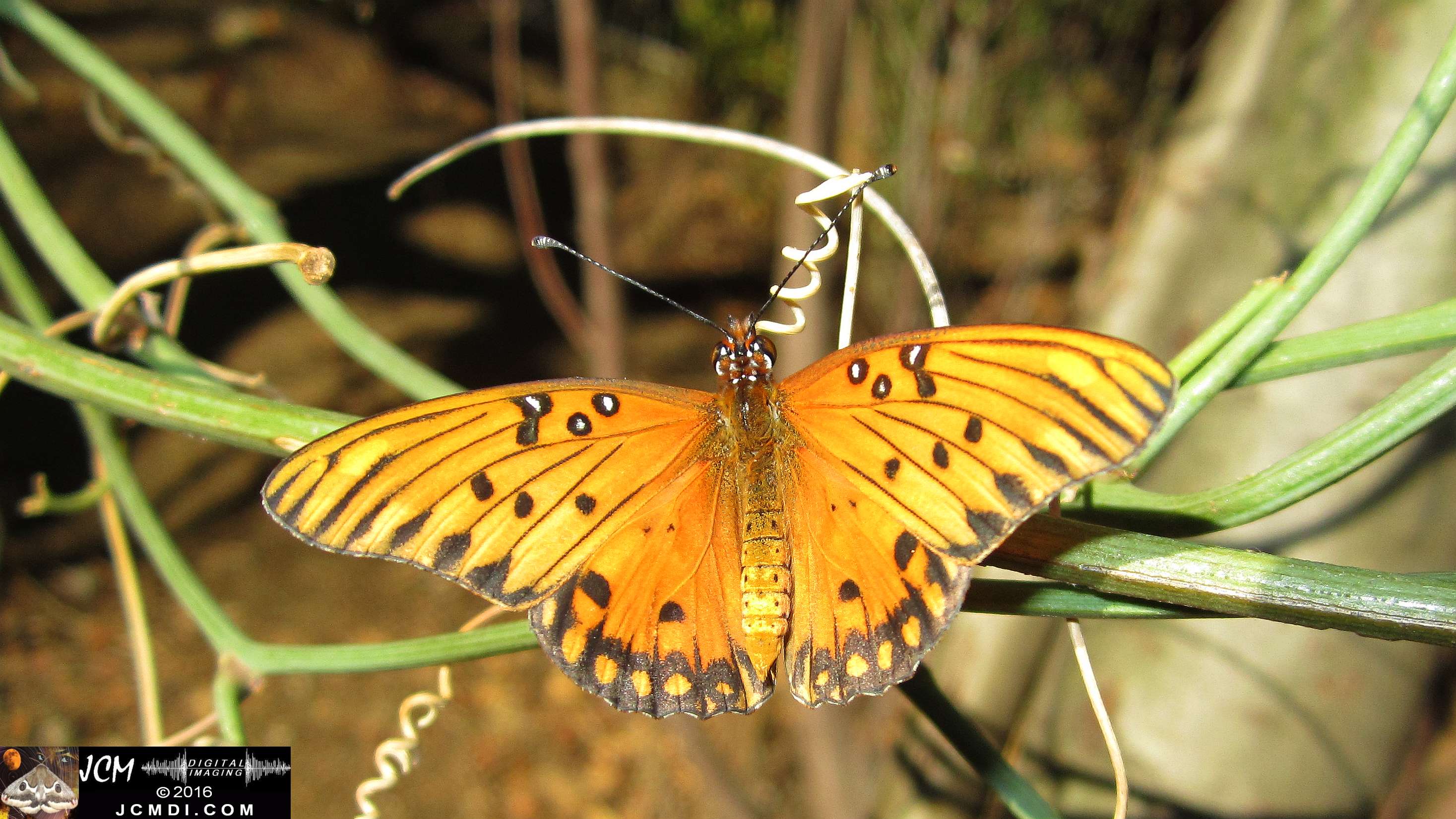 A Gulf Fritillary butterfly being released at the end of the life cycle-rearing documentary project